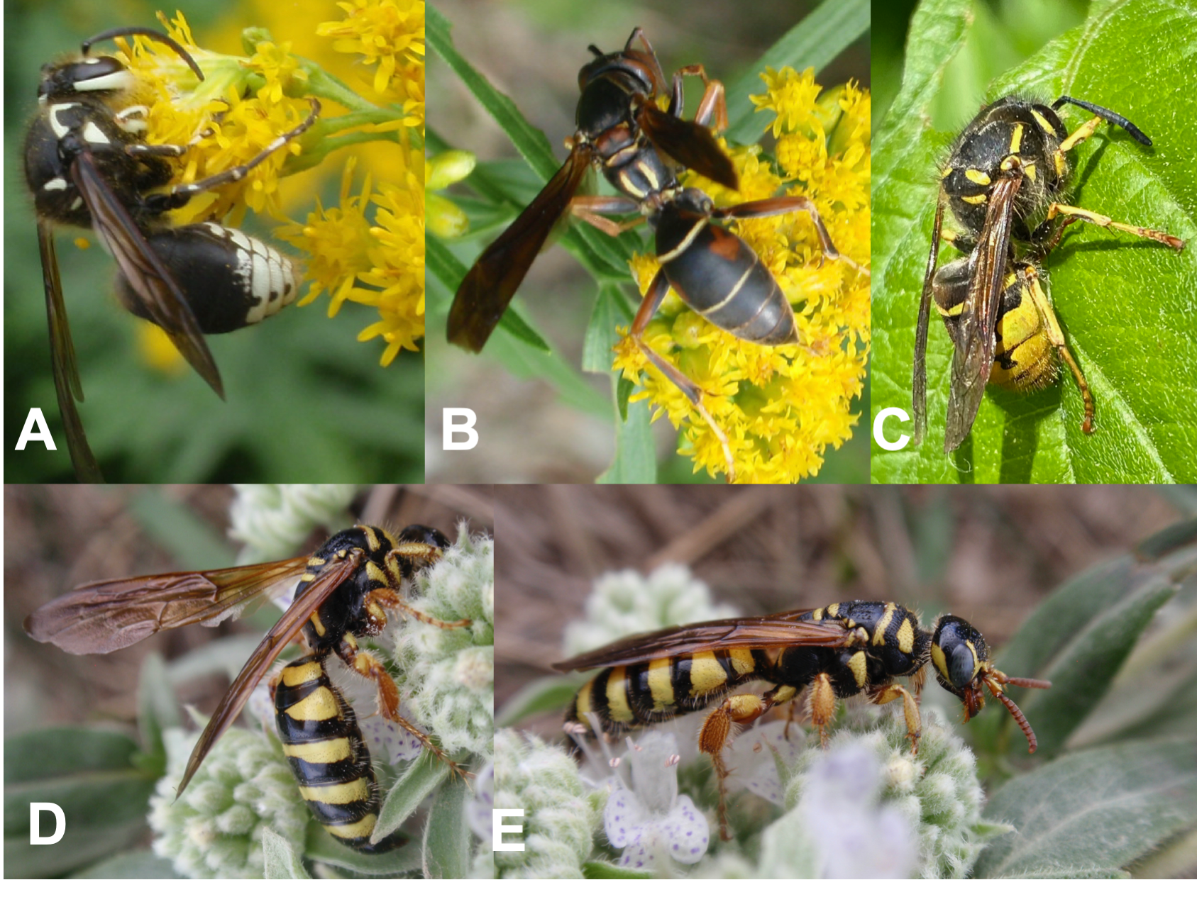 A comparison of some of Michigan&rsquo;s wasps